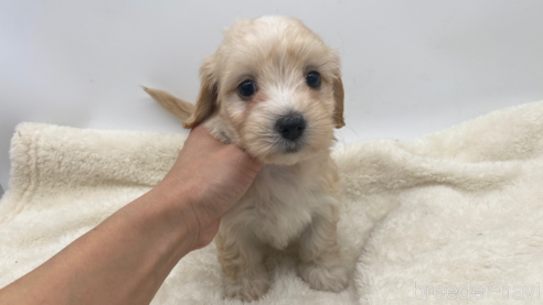 成約済の愛知県のマルックス:マルチーズ×ミニチュアダックスフンド-276265の1枚目