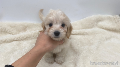 成約済の愛知県のマルックス:マルチーズ×ミニチュアダックスフンド-277567