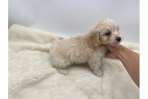 成約済の愛知県のマルックス:マルチーズ×ミニチュアダックスフンド-277567の5枚目