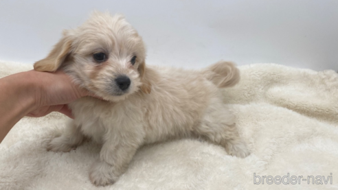 成約済の愛知県のマルックス:マルチーズ×ミニチュアダックスフンド-277567の4枚目