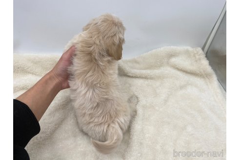 成約済の愛知県のマルックス:マルチーズ×ミニチュアダックスフンド-277567の3枚目