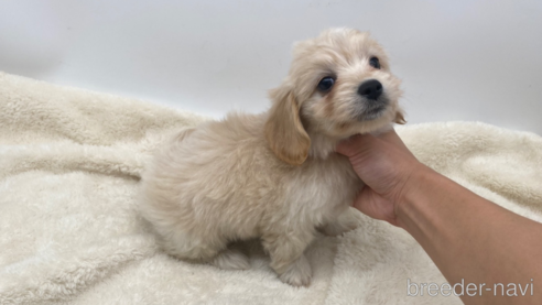 成約済の愛知県のマルックス:マルチーズ×ミニチュアダックスフンド-277567の2枚目