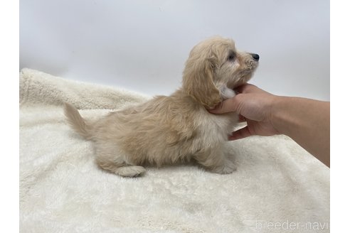 成約済の愛知県のマルックス:マルチーズ×ミニチュアダックスフンド-276264の2枚目