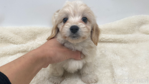 成約済の愛知県のマルックス:マルチーズ×ミニチュアダックスフンド-276264の1枚目