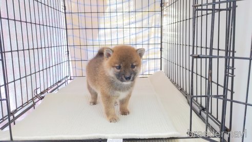 成約済の茨城県の柴犬-277577の6枚目