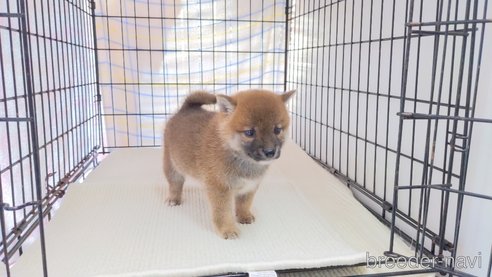 成約済の茨城県の柴犬-277577の5枚目