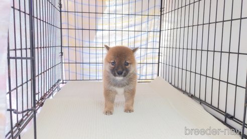 成約済の茨城県の柴犬-277577の4枚目