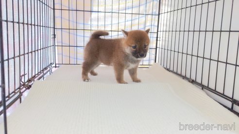 成約済の茨城県の柴犬-277577の3枚目