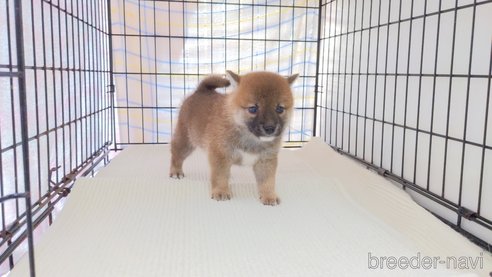 成約済の茨城県の柴犬-277577の2枚目