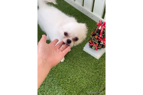 成約済の福岡県のミックス犬-263587の9枚目