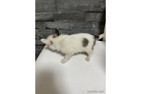 成約済の岡山県のチワマル:チワワ×マルチーズ-277624の2枚目