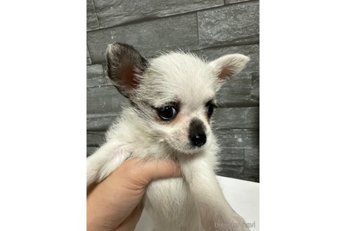 成約済の岡山県のチワマル:チワワ×マルチーズ-277624の3枚目