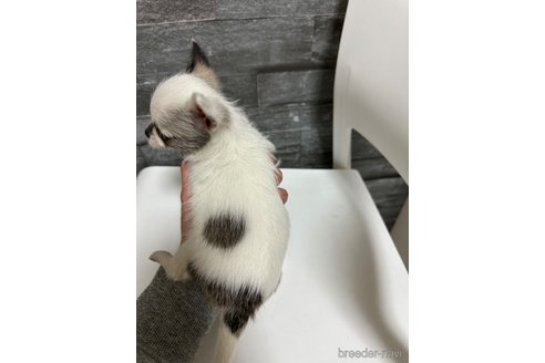 成約済の岡山県のチワマル:チワワ×マルチーズ-277624の4枚目
