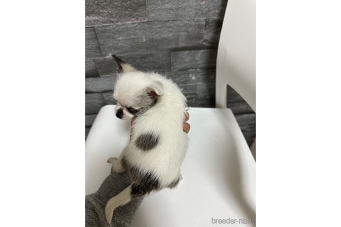 成約済の岡山県のチワマル:チワワ×マルチーズ-277624の6枚目