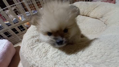 成約済の福岡県のポメラニアン-271455の1枚目