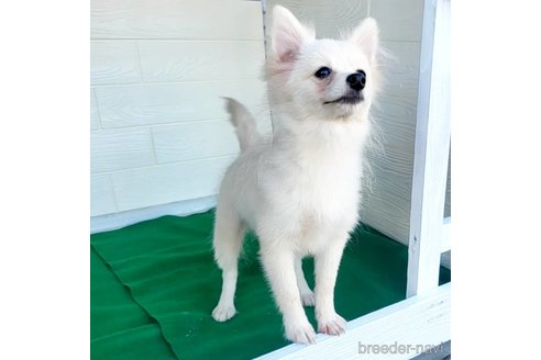 成約済の茨城県のポメラニアン-257211の25枚目