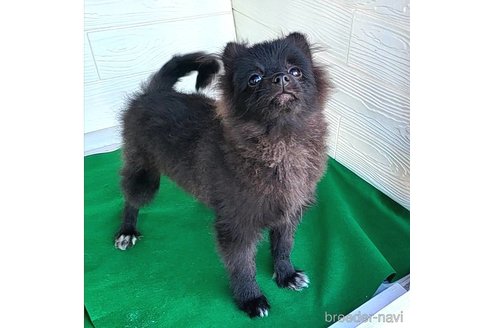 成約済の茨城県のポメラニアン-257210の17枚目