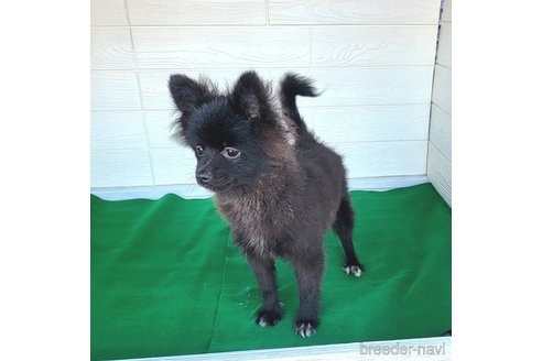 成約済の茨城県のポメラニアン-257210の18枚目
