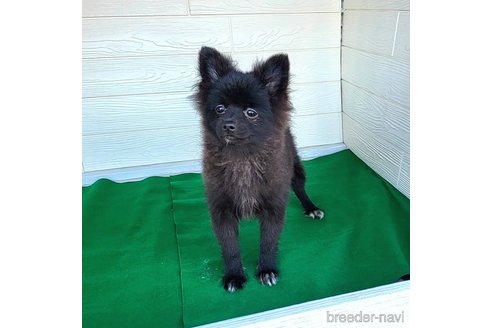 成約済の茨城県のポメラニアン-257210の16枚目