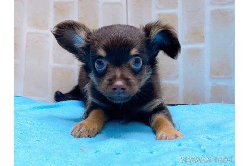 成約済の東京都のチワワ(ロングコート)-273987の4枚目