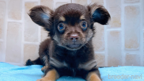 成約済の東京都のチワワ(ロングコート)-273987