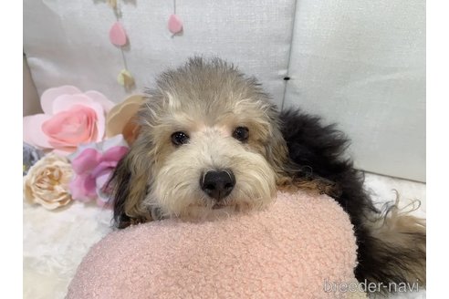 成約済の東京都のミックス犬-246598の7枚目