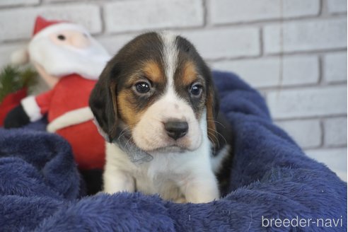 成約済の熊本県のビーグル-277686の7枚目