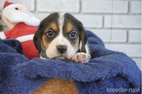 成約済の熊本県のビーグル-277686の3枚目