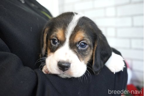 成約済の熊本県のビーグル-277686の2枚目