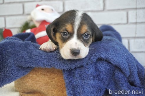 成約済の熊本県のビーグル-277686の4枚目