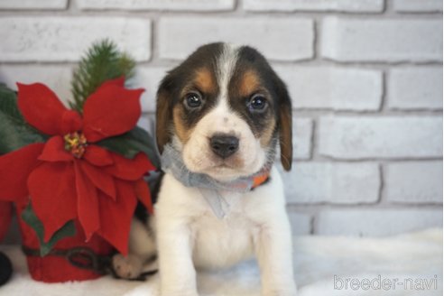 成約済の熊本県のビーグル-277686の6枚目