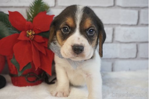 成約済の熊本県のビーグル-277686の5枚目