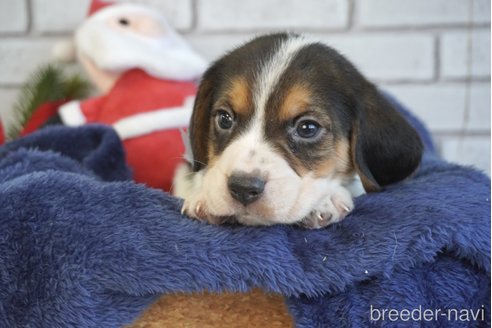 成約済の熊本県のビーグル-277686の1枚目