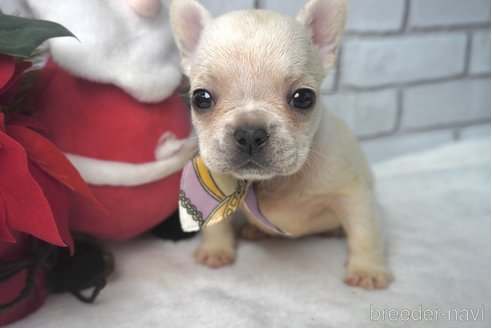 成約済の熊本県のフレンチブルドッグ-277698の4枚目