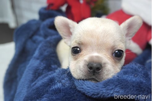 成約済の熊本県のフレンチブルドッグ-277698の5枚目