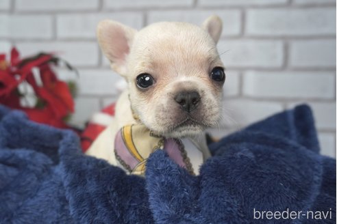 成約済の熊本県のフレンチブルドッグ-277698の6枚目