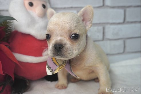 成約済の熊本県のフレンチブルドッグ-277698の3枚目