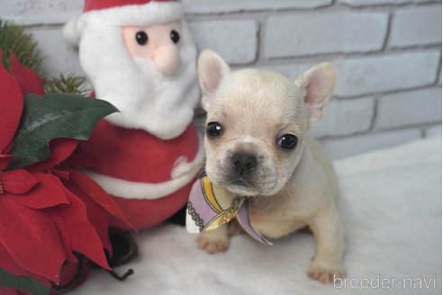 成約済の熊本県のフレンチブルドッグ-277698