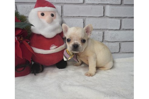 成約済の熊本県のフレンチブルドッグ-277698の2枚目