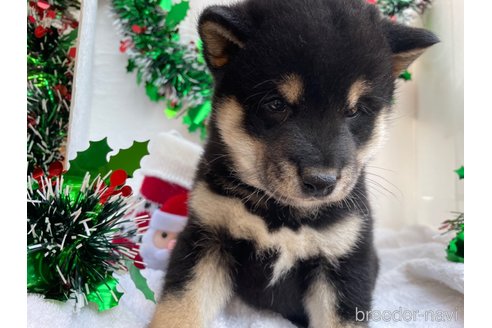成約済の広島県の柴犬-273346の2枚目