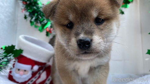 成約済の広島県の柴犬-271608の4枚目