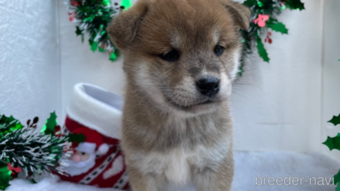 成約済の広島県の柴犬-271608の3枚目