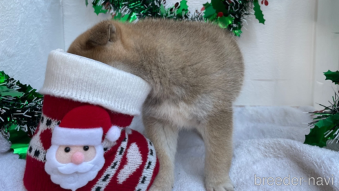 成約済の広島県の柴犬-271608の2枚目