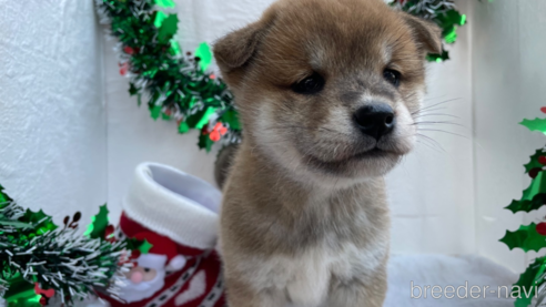 成約済の広島県の柴犬-271608