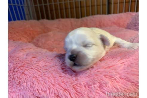 成約済の岐阜県のミックス犬-276458の13枚目