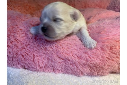 成約済の岐阜県のミックス犬-276460の10枚目