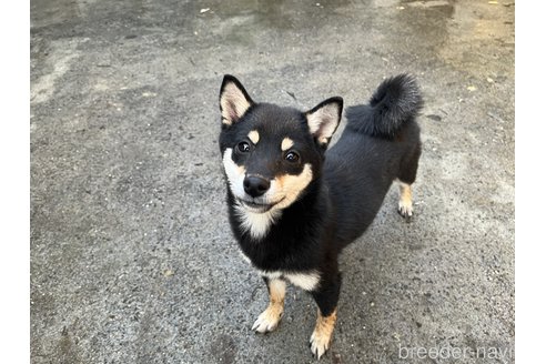 成約済の大分県の豆柴-260304の2枚目