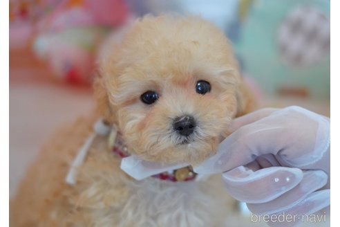 成約済の埼玉県のミックス犬-270700の4枚目