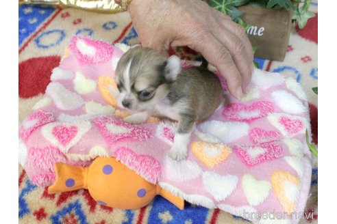 成約済の兵庫県のチワワ(ロングコート)-277779の6枚目