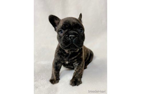 成約済の山口県のフレンチブルドッグ-277798